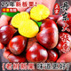粵迎丹東板栗新鮮生栗子板栗應季時(shí)令蔬菜新鮮生板栗產(chǎn)地直發(fā)時(shí)令生鮮 5斤 精選果【香甜粉糯】?jì)?.5斤