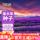花沃里薰衣草種子1g約700?；ɑ芊N子家庭盆栽種籽陽(yáng)臺/辦公室/庭院草籽
