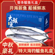 鮮馳  青島大鲅魚(yú)禮盒 新鮮整條鲅魚(yú)海魚(yú)海鮮禮盒馬鮫魚(yú)魚(yú)類(lèi)送禮年貨 【凈重1斤/條】4條禮盒裝