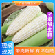 澮爺廣西【白糯玉米】2025新鮮當季現摘嫩苞谷代餐甜糯牛奶玉米棒子 白糯玉米5斤凈重