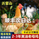 順豐農(nóng)家散養(yǎng)黃油老母雞3年沂蒙山正宗土雞笨雞新鮮現(xiàn)殺柴雞冷凍 1只3.5-4散養(yǎng)黃油老母雞燉湯