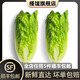 槿饈包心羅馬生菜500g 羅紋凱撒生菜沙拉食材 包羅黃心羅馬嫩羅馬生菜 包心羅馬500g