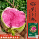 壽禾 滿堂紅蘿卜種子苗紅心秋季蔬菜種籽 紅妍北京滿堂紅種子5g/袋*4