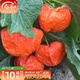 壽禾 東北姑娘果燈籠果種子洋菇娘黃金莓盆栽蔬菜陽(yáng)臺盆栽秋冬季種籽 紅菇娘種子 1g裝（約200粒）