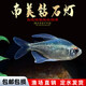 南美鉆石燈脂鯉南美進(jìn)口小型觀(guān)賞魚(yú)淡水熱帶魚(yú)燈科魚(yú)群游魚(yú)活體 1.5-2cm小南美鉆石燈5條送1條備損（未發(fā)色）