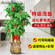 愛(ài)優(yōu)尚發(fā)財樹(shù)超粗A級公司開(kāi)業(yè)喬遷客廳辦公室內好養綠植源頭直發(fā)