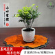 卓美御庭小葉紫檀盆景名貴精品盆栽送禮老樁室內造型綠植擺件原生臺灣真樹(shù) 小葉紫檀33號