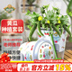 德沃多肥料黃瓜種子DIY兒童趣味種植盆栽套裝花卉綠植盆栽蔬菜觀(guān)察種植杯