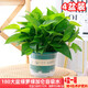 綠有意綠蘿盆栽室內(nèi)植物花卉綠植水培長(zhǎng)藤垂吊大葉綠籮新房家用吸除甲醛 180#綠加侖吸水盆4盆+4肥 帶盆帶土發(fā)貨