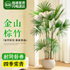 花行榜大型綠植物客廳辦公室內盆栽花卉金山棕竹1.5-1.6m圓球盆源頭直發(fā)