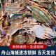 大梭子蟹鮮活冷凍螃蟹海蟹飛蟹白蟹花蟹生鮮海鮮水產(chǎn)蟹類(lèi) 活凍大公蟹4只（6-9兩/只）
