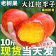 酷奇象 正宗東北大紅袍李子【順豐-多地次日達】黃心李子新鮮水果禮盒裝 凈重5斤【老農嚴選-蕞劃算】 7A特級果｜單果90-115g【甜】
