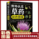 野外認采草藥彩色圖鑒通俗易懂實(shí)用性強手冊中醫野外認采書(shū)籍 野外認采草藥彩色圖鑒