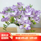 虹越2024進口小蒼蘭裸球 香雪蘭多年生觀賞花卉裸球花卉 【進口球·5球】香雪蘭 藍色混裝