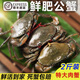 三門(mén)青蟹鮮活大紅膏蟹蝤蠓肉蟹紅鱘海鮮水產(chǎn)大螃蟹活蟹順豐 公蟹肉蟹無(wú)膏/5斤/5只/需預定