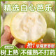 25年頭茬牛奶白心芭樂(lè)軟脆兩吃爆甜新鮮當(dāng)季孕婦水果 精品裝單果120g+ 5斤帶箱 凈重4.5斤