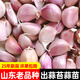 大禹大蒜種子老品種紫紅皮大祘頭批發(fā)蒜種蒜頭山東正宗香蒜出蒜苔蒜苗 山東蒜瓣種子5斤老品種大蒜