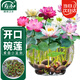 壽禾 碗蓮種子苗水培土培荷花已開口花卉種籽 開口碗蓮種子15粒