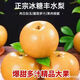 果園直發(fā)正宗山東豐水梨 新鮮現(xiàn)摘秋季月梨孕婦水果整箱 5斤帶箱(凈重4.5斤) 精選裝單果200g+