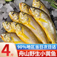 彈指鮮生舟山野生小黃魚  新鮮冷凍海捕黃花魚 生鮮魚類燒烤食材 小黃魚【凈重4斤】 約15-16條/斤