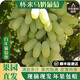 果益壽【順豐】懷來馬奶葡萄張家口宣化白馬奶提子玫瑰香葡萄美人指葡萄 【馬奶葡萄】5斤 （順豐-送貨上門）