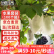 花沃里水果套袋100個高檔無紡葡萄套袋防鳥防蟲網(wǎng)袋瓜果保護袋透氣網(wǎng)