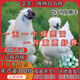 一斤重白鳳烏雞活苗正宗烏小雞苗烏骨雞活苗泰和烏雞苗竹絲雞活苗 4-5兩重烏雞苗 10只【2公8母】