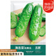 北蔬 黃瓜種子苗強(qiáng)雌旱黃瓜摘不敗四季蔬菜種籽 海吉亞秋黃瓜種子40粒