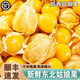 順豐東北特產(chǎn)燈籠果5斤新鮮水果現(xiàn)摘現(xiàn)發(fā)飽滿爽口菇娘果甜黃金豆Y 凈重2斤【順豐】