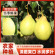 密之藍天密云本地黃土坎鴨梨鴨梨農家種植酥脆爽口新鮮水果鴨梨2斤