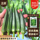 北蔬 黃秋葵種子正宗不易老綠秋葵四季蔬菜種籽 卓脆農(nóng)家秋葵種子10g