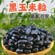 新貨曬干黑玉米粒粗糧打漿煮茶磨面粉窩窩頭農家五谷豆漿黑玉米 新貨黑玉米粒 250克(半斤)