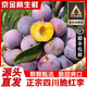 四川脫骨李脆紅李【順豐直達(dá)】茵紅李半邊紅脆甜8月新鮮現(xiàn)摘水果 5斤裝【京東/順豐】 特大果【單果25g左右】【口感蕞好】