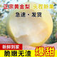 格沃斯正宗新鮮黃金梨脆甜梨子新鮮現(xiàn)摘現(xiàn)發(fā) 帶箱5-6斤單果4-6兩