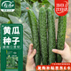 壽禾大黃瓜種子苗老品種密刺秋季菜籽 濰育中壽四號黃瓜種子5g約120粒
