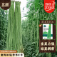 北蔬 豆角種子種苗特長豇豆長豆角蔬菜種籽 綠豐長豇豆種子50g約350粒