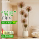 臨雅七彩千年木客廳綠植大型植物盆栽室內四季好養1.5m聚寶盆源頭直發(fā)