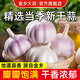 金鄉(xiāng)大蒜【原產(chǎn)地直銷】山東金鄉(xiāng)干蒜大蒜頭紫白皮蒜批發(fā)自種蒜瓣2025新蒜 凈重3斤 優(yōu)選中果 ≥45mm