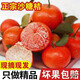 正宗廣東四會(huì )沙糖桔新鮮橘子包郵無(wú)核砂糖橘孕婦水果現摘3/5/10斤 9斤