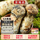 京地達 雅江新鮮松茸6-8cm凈重500g精品禮盒未開(kāi)傘新鮮菌菇源頭直發(fā)包郵