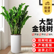 花行榜大型綠植物客廳辦公室內盆栽花卉金錢(qián)樹(shù)0.8-1.0m羅馬柱盆源頭直發(fā)