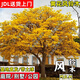 正宗黃花風(fēng)鈴木樹(shù)苗金花風(fēng)鈴木苗紅花紫花多花小苗別墅庭院風(fēng)景樹(shù) 黃花風(fēng)鈴木 2公分粗（樹(shù)形筆直）送肥料