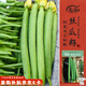 壽禾長(cháng)絲瓜種子苗秋季家庭陽(yáng)臺種植特長(cháng)蔬菜種籽 美佳1號絲瓜種子20粒