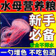 水母飼料豐年蝦卵免孵化魚(yú)糧赤月海月觀(guān)賞水母專(zhuān)用增肥開(kāi)口營(yíng)養糧 50g 1瓶 緩沉型