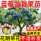 景琳涵藍莓樹(shù)盆栽果苗帶大果室內耐寒四季結果櫻桃葡萄大樹(shù)苗南北方種植 【中苗】精品藍莓綠寶石40-50cm+送肥料
