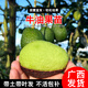 君揚廣西牛油果苗 鱷梨苗哈斯牛油果嫁接苗 原生苗盆栽庭院南方種 哈斯牛油果嫁接兩年苗50-60CM高