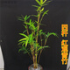 CLCEY苔蘚紅觀(guān)音竹盆栽日本紅寒竹室內客廳水培綠植耐寒好養植物竹盆景 紅觀(guān)音竹四苗50-70厘米左右 含盆