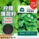 北蔬 薄荷種子苗可食用驅(qū)蚊蟲四季盆栽種薄荷種籽 檸檬薄荷種子1000粒