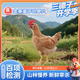 三德子好甄選金寨童子雞 跑山雞農(nóng)家散養(yǎng)生態(tài)雞新鮮雞肉單只1.3斤以上 單只裝（1.3斤及以上）