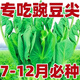 豌豆苗種子豌豆尖吃苗四季陽(yáng)臺盆栽芽苗菜秋冬季蔬菜種子 豌豆尖種子【可連續采摘】 【160?！?包